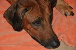 Štěňátka Rhodéského Ridgebacka
