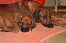 Štěňátka Rhodéského Ridgebacka