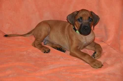 Štěňátka Rhodéského Ridgebacka