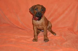 Štěňátka Rhodéského Ridgebacka