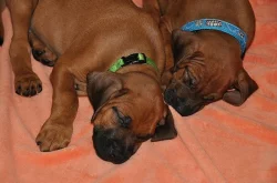 Štěňátka Rhodéského Ridgebacka