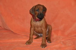 Štěňátka Rhodéského Ridgebacka