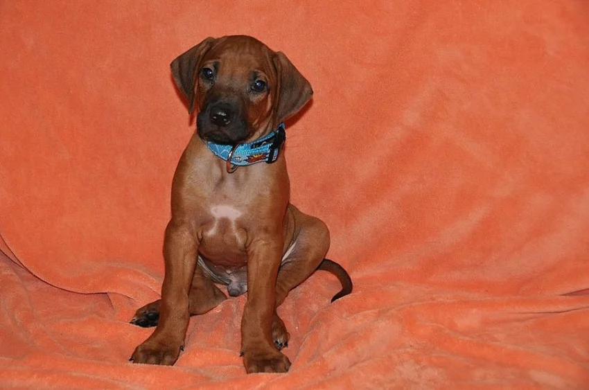 Štěňátka Rhodéského Ridgebacka