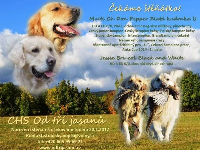 Zlatý retriever + Labradorský retriever