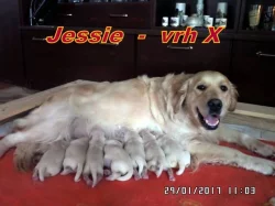 Zlatý retriever + Labradorský retriever
