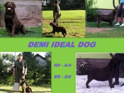 Zlatý retriever + Labradorský retriever