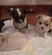 Nabízím štěňátko čivava,fenečka dlouhosrstá.