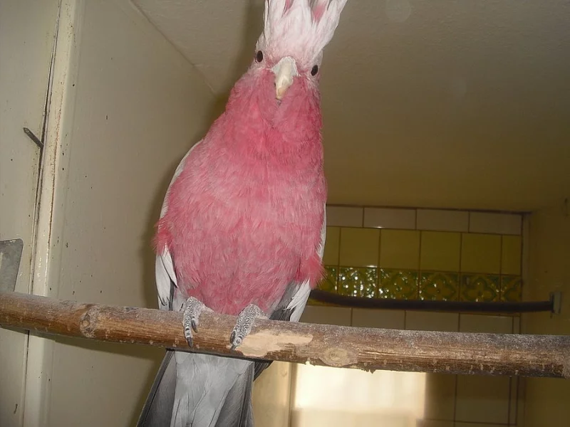 Kakadu růžový