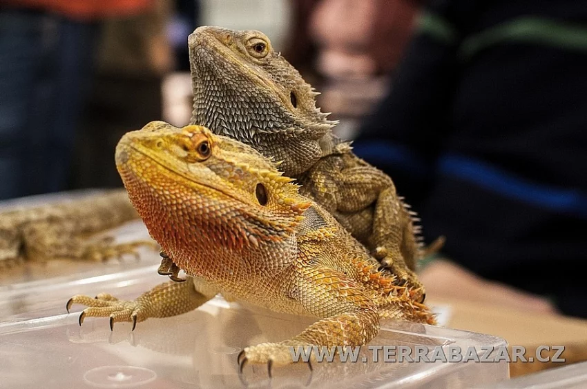 Terrabazar-Výstavní a prodejní teraristická burza