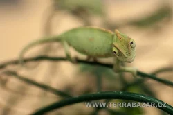 Terrabazar-Výstavní a prodejní teraristická burza