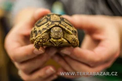 Terrabazar-Výstavní a prodejní teraristická burza