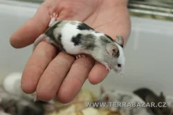 Terrabazar-Výstavní a prodejní teraristická burza