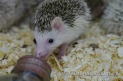 Terrabazar-Výstavní a prodejní teraristická burza