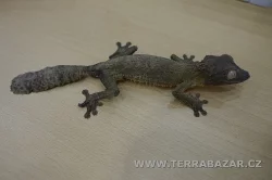 Terrabazar-Výstavní a prodejní teraristická burza