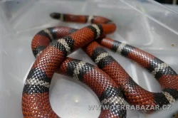 Terrabazar-Výstavní a prodejní teraristická burza