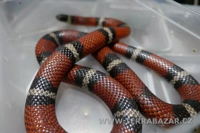 Terrabazar-Výstavní a prodejní teraristická burza