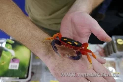 Terrabazar-Výstavní a prodejní teraristická burza