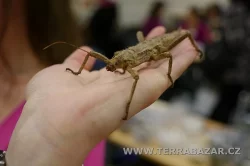 Terrabazar-Výstavní a prodejní teraristická burza