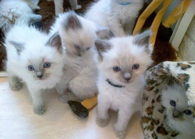 Ragdoll Kotata