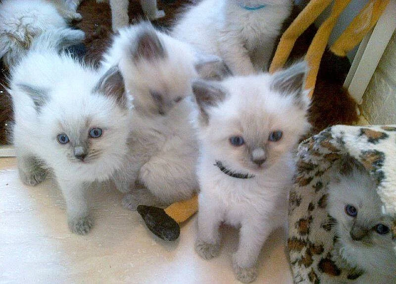 Ragdoll Kotata