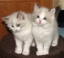 Ragdoll Kotata