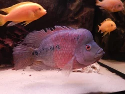 Flowerhorn