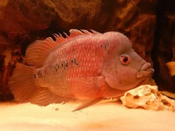 Flowerhorn