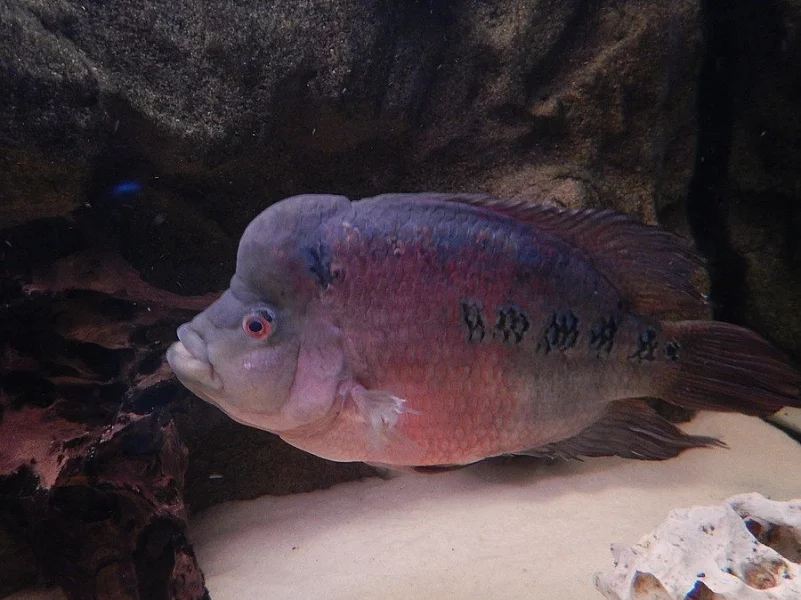 Flowerhorn