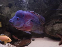 Flowerhorn