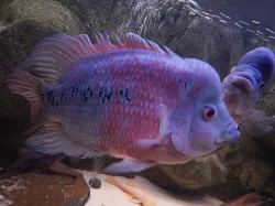 Flowerhorn