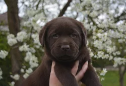Štěňátka labradorského retrievera