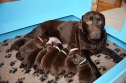 Štěňátka labradorského retrievera