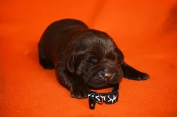 Štěňátka labradorského retrievera