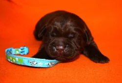 Štěňátka labradorského retrievera