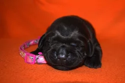 Štěňátka labradorského retrievera