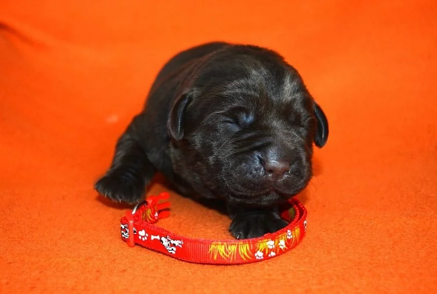 Štěňátka labradorského retrievera
