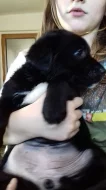 Daruji štěňátka