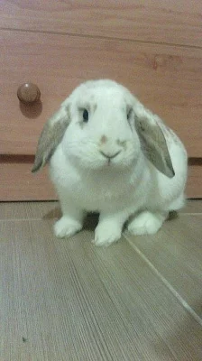 Nabízím králíčka