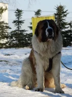 Moskevský strážní pes - štěňata bez