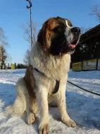 Moskevský strážní pes - štěňata bez