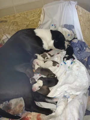 Americký pitbull teriér