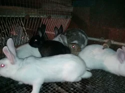 Králík/králíci