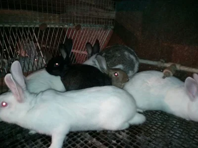 Králík/králíci