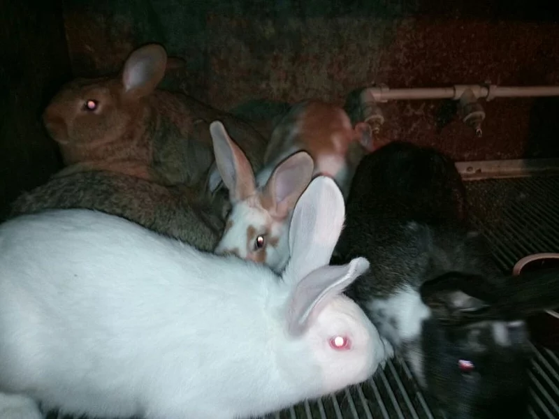 Králík/králíci