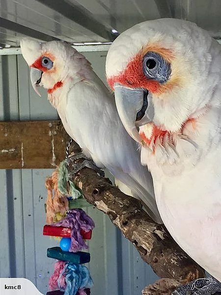 Dlouho-účtoval Corella