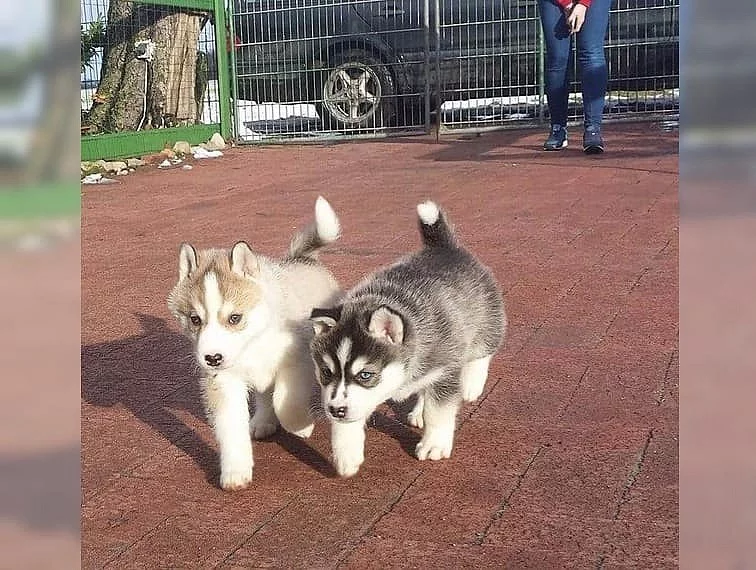 sibiřský husky