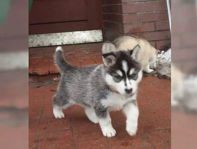 sibiřský husky