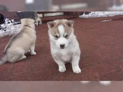 sibiřský husky