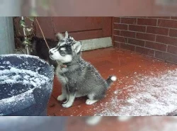 sibiřský husky