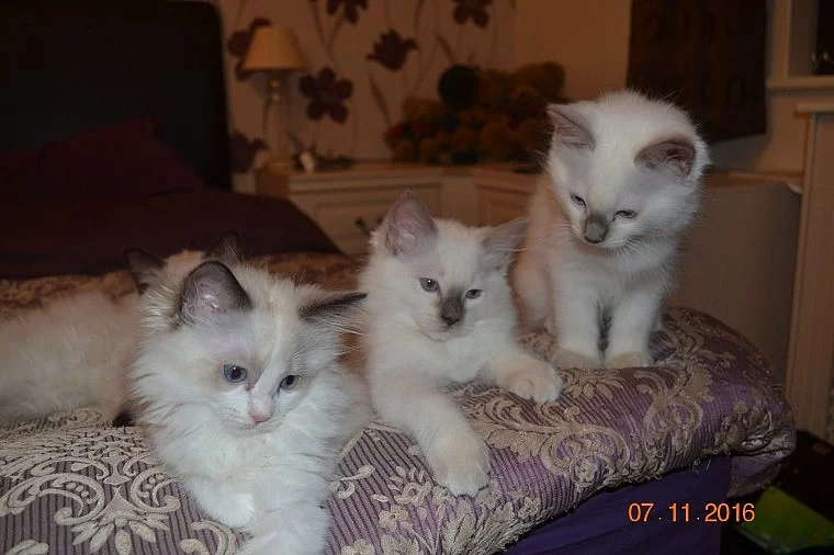 Ragdoll Kotata